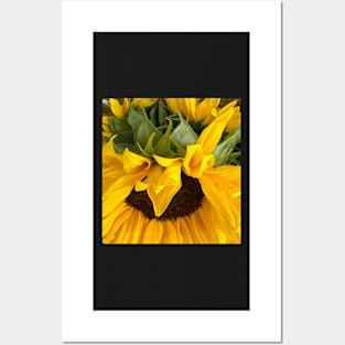 Sunflowers for Peace Posters and Art